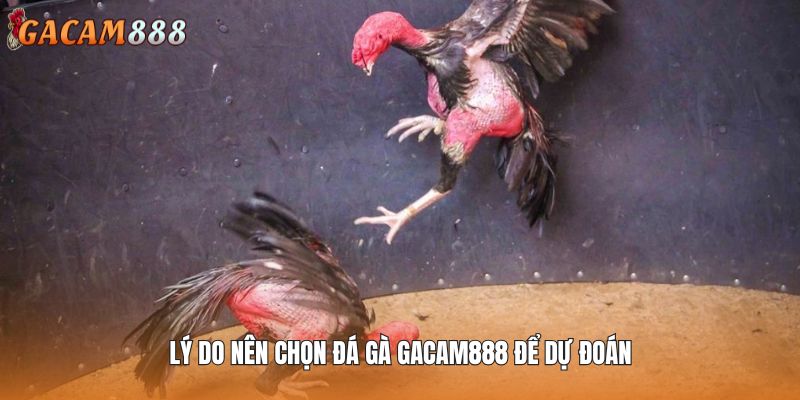 Các hình thức đấu chiến kê nổi trội GACAM888