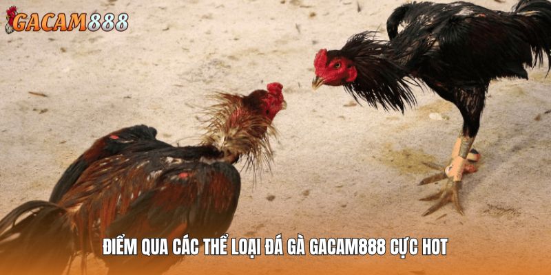 Điểm mạnh khi trải nghiệm đá gà GACAM888