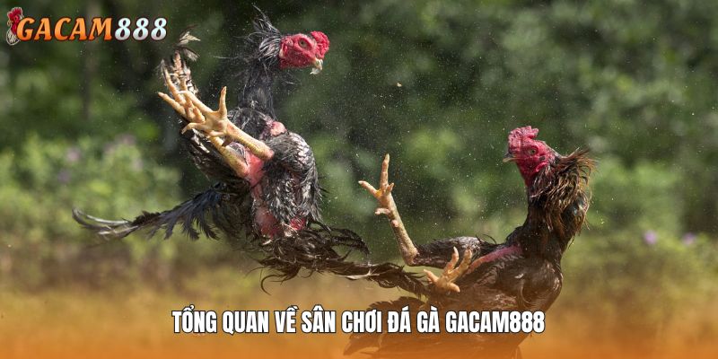 Khái quát về hình thức đấu chiến kê tại nền tảng