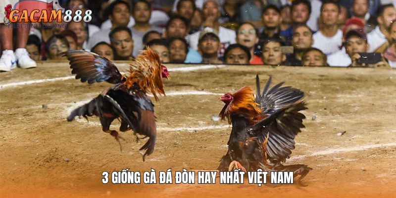 3 giống gà đá đòn hay nhất Việt Nam