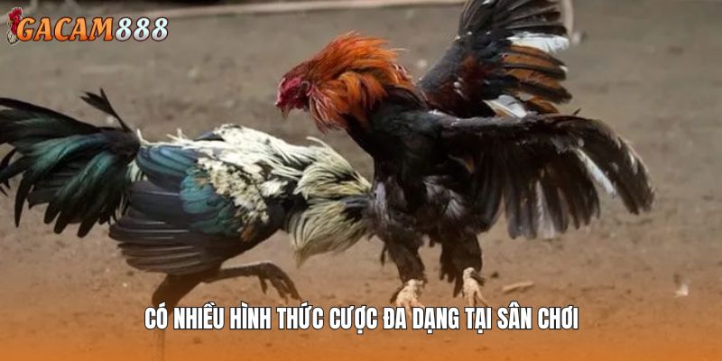 Có nhiều hình thức cược đa dạng tại sân chơi