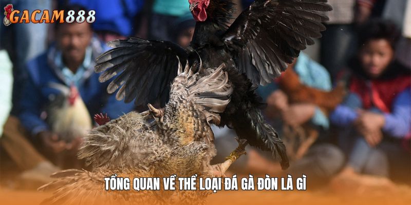 Tổng quan về thể loại đá gà đòn là gì