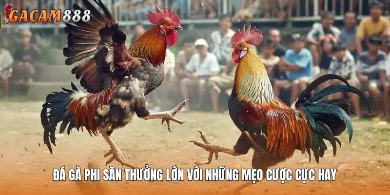 Đá Gà Phi Săn Thưởng Lớn Với Những Mẹo Cược Cực Hay