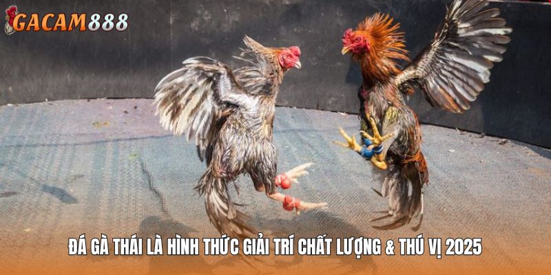 Đá gà Thái là hình thức giải trí chất lượng & thú vị 2025