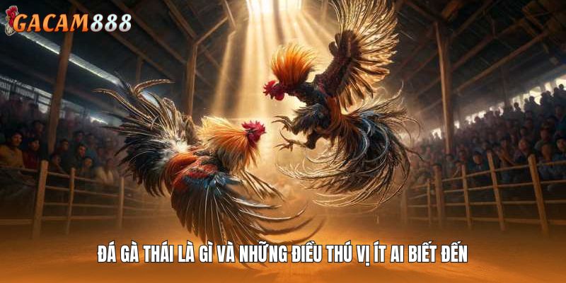 Đá Gà Thái Là Gì Và Những Điều Thú Vị Ít Ai Biết Đến