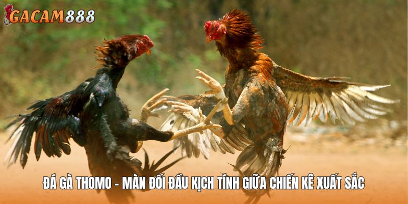 Đá Gà Thomo - Màn Đối Đầu Kịch Tính Giữa Chiến Kê Xuất Sắc