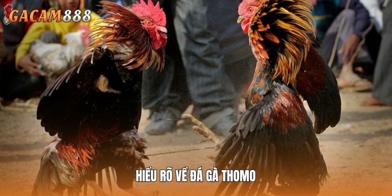 Tổng quan về hình thức đấu chiến kê Thomo thịnh hành
