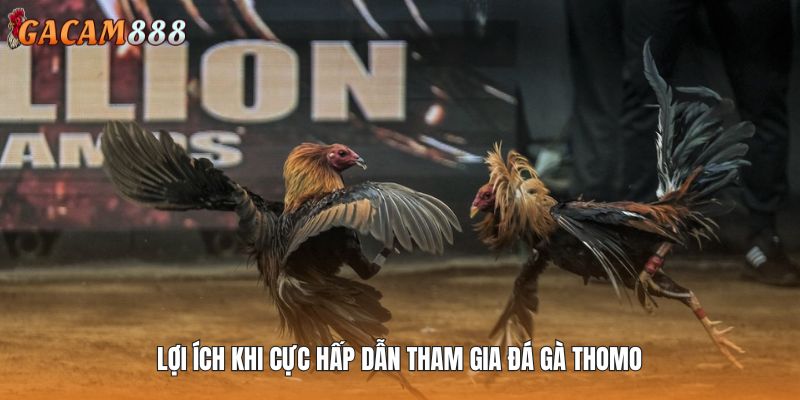 Lợi ích khi tham gia chuyên mục đấu chiến kê GACAM888