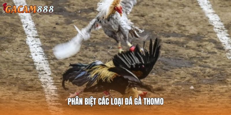 Phân biệt các hình thức đá gà Thomo
