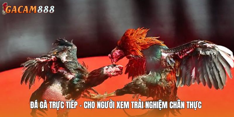 Đá Gà Trực Tiếp - Cho Người Xem Trải Nghiệm Chân Thực