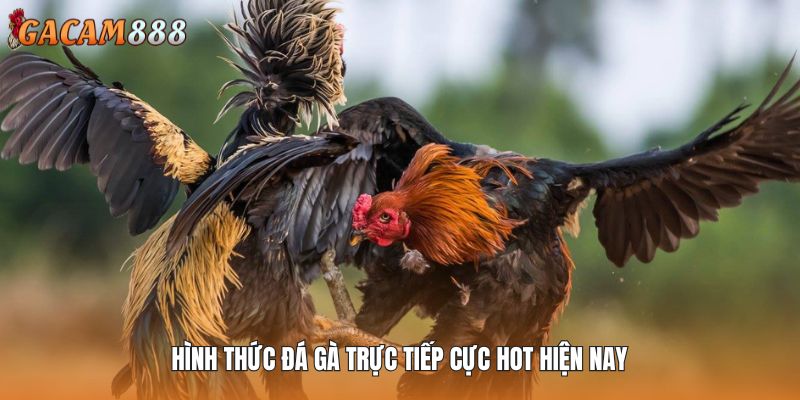 Hình thức đấu chiến kê trực tiếp cực hot