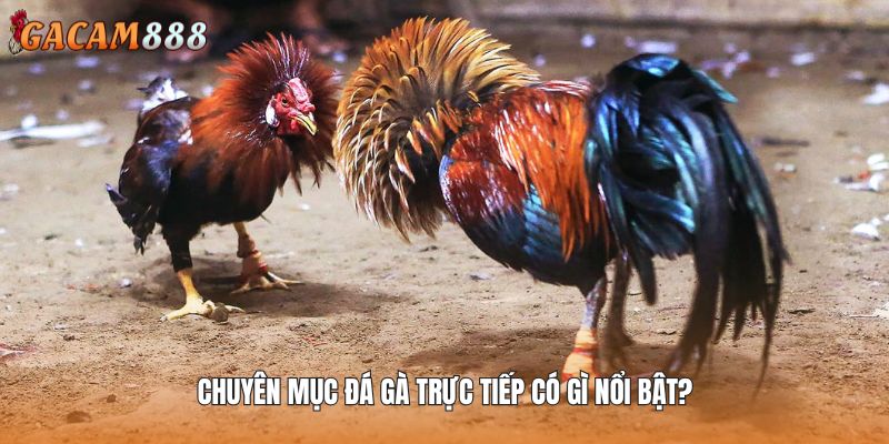 Điểm mạnh của chuyên mục đá gà trực tiếp nổi trội