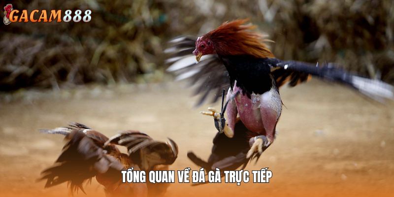 Khái quát về hình thức đấu chiến kê thịnh hành
