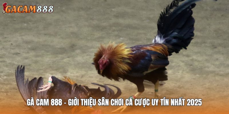 Gà Cam 888 - Giới Thiệu Sân Chơi Cá Cược Uy Tín Nhất 2025