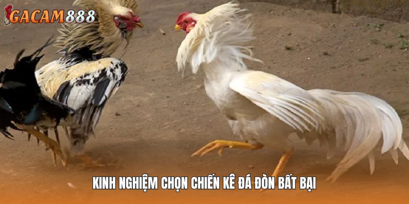 Kinh nghiệm chọn chiến kê đá đòn bất bại