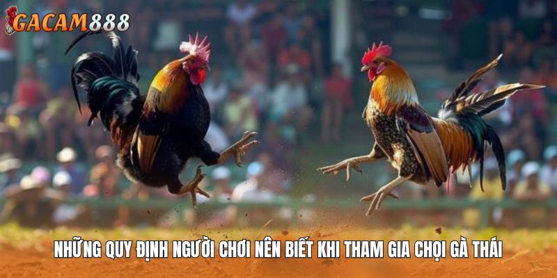 Những quy định người chơi nên biết khi tham gia chọi gà Thái