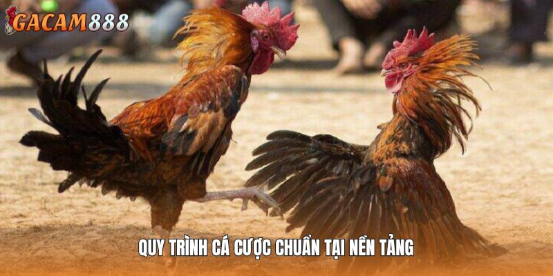 Quy trình cá cược chuẩn tại nền tảng
