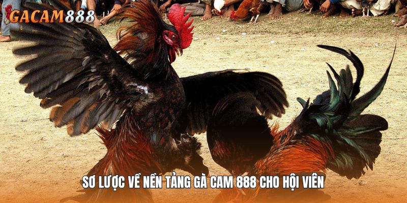 Sơ lược về nền tảng Gà Cam 888 cho hội viên