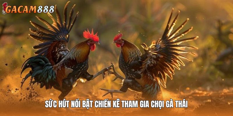Sức hút nổi bật chiến kê tham gia chọi gà Thái