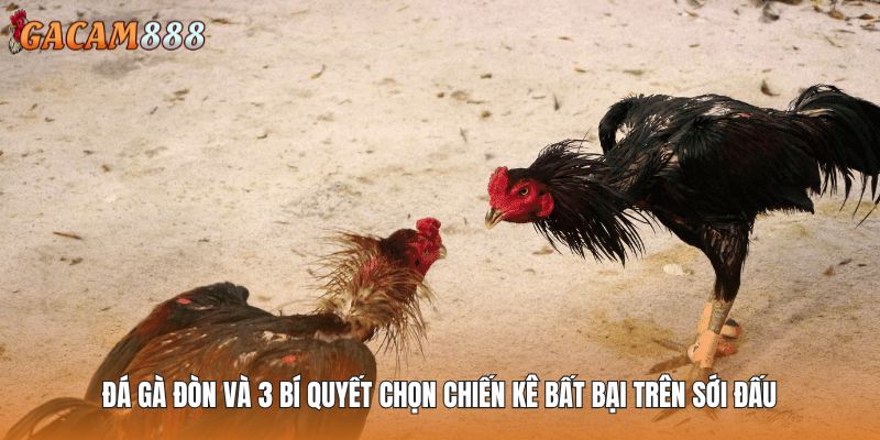 Đá Gà Đòn Và 3 Bí Quyết Chọn Chiến Kê Bất Bại Trên Sới Đấu